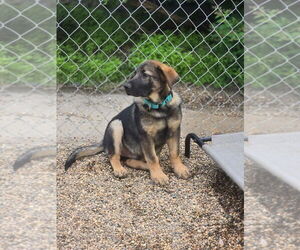 German Shepherd Dog-Unknown Mix Dogs for adoption in Minneapolis, MN, USA
