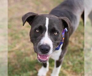 American Staffordshire Terrier Dogs for adoption in San Antonio, TX, USA