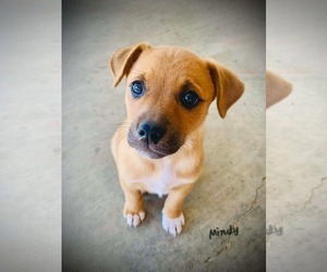 Mountain Cur-Unknown Mix Dogs for adoption in Oakhurst, NJ, USA