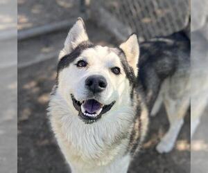 Siberian Husky Dogs for adoption in Modesto, CA, USA