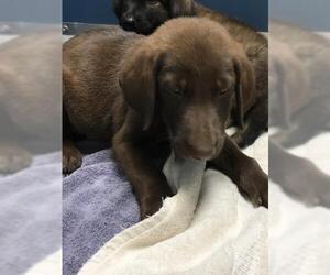 Labrador Retriever-Unknown Mix Dogs for adoption in Conroe, TX, USA