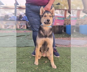 German Shepherd Dog-Huskies Mix Dogs for adoption in Chandler, AZ, USA