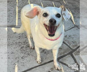 Chihuahua-Unknown Mix Dogs for adoption in Washington, DC, USA