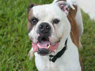View Ad: American Bulldog Dog for Adoption near Florida, Fort ...