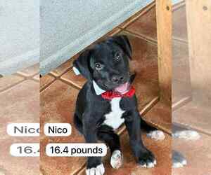 Labrador Retriever-Unknown Mix Dogs for adoption in Virginia Beach, VA, USA