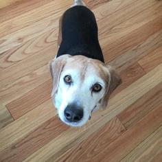 Beagle Dogs for adoption in Warwick, RI, USA