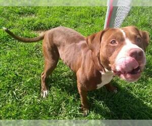 American Bulldog Dogs for adoption in Gainesville, FL, USA