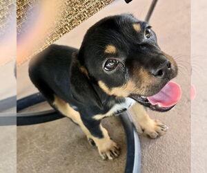 Beagle-Unknown Mix Dogs for adoption in Royal Palm Beach, FL, USA