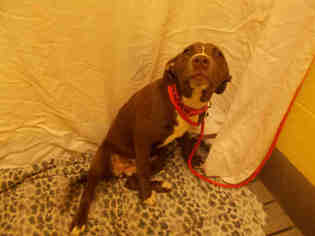 Lab-Pointer Dogs for adoption in Forestville, MD, USA