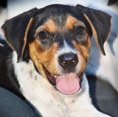 Medium Photo #1 English Foxhound-Labrador Retriever Mix Puppy For Sale in San Antonio, TX, USA