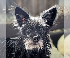 Cairn Terrier-Unknown Mix Dogs for adoption in Albuquerque, NM, USA