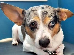 Chi-Corgi Dogs for adoption in Bradenton, FL, USA