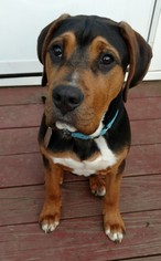 Medium Photo #1 Bloodhound-Unknown Mix Puppy For Sale in Doylestown, PA, USA