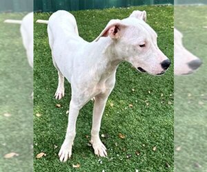 Dogo Argentino Dogs for adoption in Naples, FL, USA
