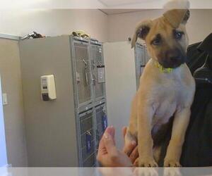 German Shepherd Dog Dogs for adoption in Sacramento, CA, USA