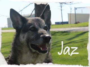 German Shepherd Dog Dogs for adoption in Hillsdale, IN, USA