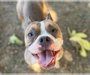 American Pit Bull Terrier Dogs for adoption in Martinez, CA, USA