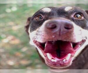 Labsky Dogs for adoption in Texas City, TX, USA