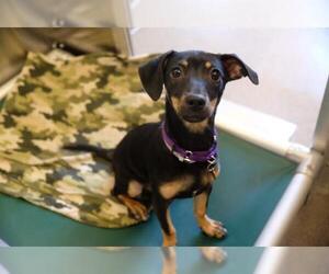 Doxie-Pin Dogs for adoption in Denver, CO, USA