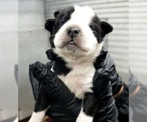 American Pit Bull Terrier Dogs for adoption in San Bernardino, CA, USA