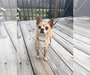 Chihuahua-Unknown Mix Dogs for adoption in Newnan, GA, USA