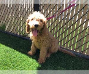 Labradoodle Dogs for adoption in Norco, CA, USA