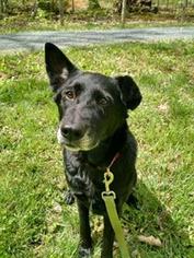 Mutt Dogs for adoption in Haymarket , VA, USA