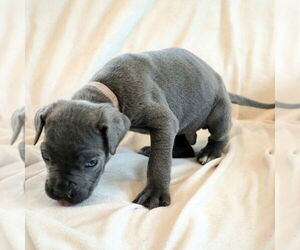 Neapolitan Mastiff-Unknown Mix Dogs for adoption in Lake Forest, CA, USA