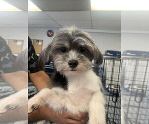 Shih Tzu Dogs for adoption in Santa Clarita, CA, USA