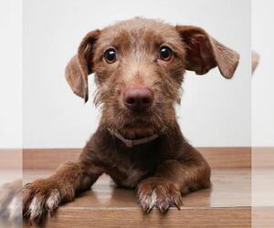 German Wirehaired Pointer Dogs for adoption in Eden Prairie, MN, USA