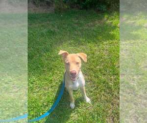 Mutt Dogs for adoption in Candler, NC, USA