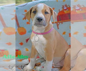 American Pit Bull Terrier-Unknown Mix Dogs for adoption in Wakefield, RI, USA