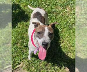 American Pit Bull Terrier-Unknown Mix Dogs for adoption in Tulsa, OK, USA