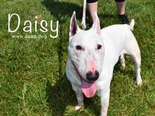 Bull Terrier Dogs for adoption in Newport, KY, USA