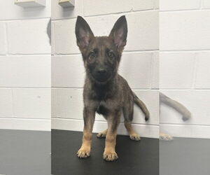 German Shepherd Dog-Unknown Mix Dogs for adoption in Princeton, MN, USA