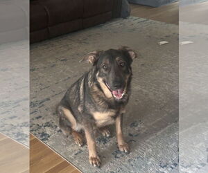 German Shepherd Dog Dogs for adoption in La Grange , NC, USA