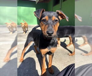 Labrador Retriever-Unknown Mix Dogs for adoption in Elmsford, NY, USA