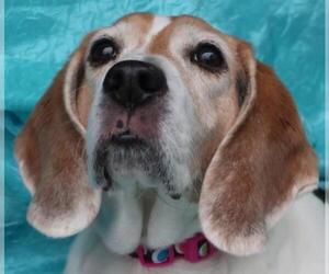 Beagle Dogs for adoption in Cuba, NY, USA