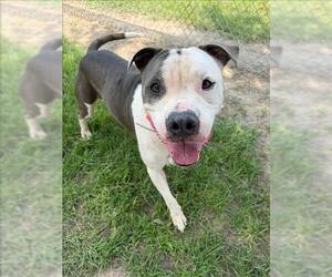 American Staffordshire Terrier-Unknown Mix Dogs for adoption in Conroe, TX, USA