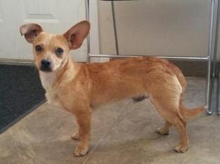 Chihuahua-Unknown Mix Dogs for adoption in Lemoore, CA, USA