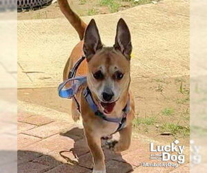Chihuahua-Unknown Mix Dogs for adoption in Washington, DC, USA
