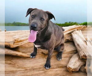 Mutt Dogs for adoption in Fallbrook, CA, USA