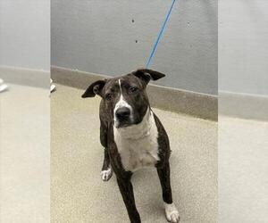 Mutt Dogs for adoption in Las Vegas, NV, USA