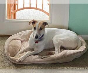 Greyhound Dogs for adoption in Cuba, NY, USA