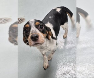 Bluetick Beagle Dogs for adoption in St. Cloud, FL, USA