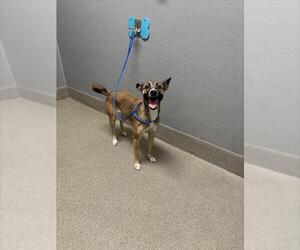 American Pit Bull Terrier-German Shepherd Dog Mix Dogs for adoption in Las Vegas, NV, USA