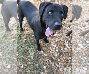 Small Labrador Retriever