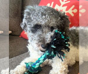 Poodle (Miniature) Dogs for adoption in Wheaton, IL, USA