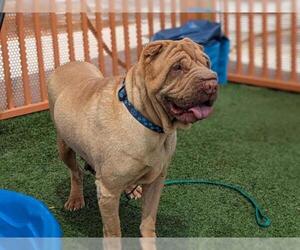 Chinese Shar-Pei-Unknown Mix Dogs for adoption in Las Vegas, NV, USA