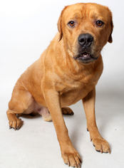 Rottweiler Dogs for adoption in West Hollywood, CA, USA